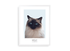 Huisdier portret blauw met kat